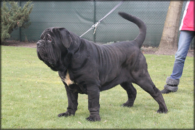 mastino napoletano: Yasmin de Azzurra
